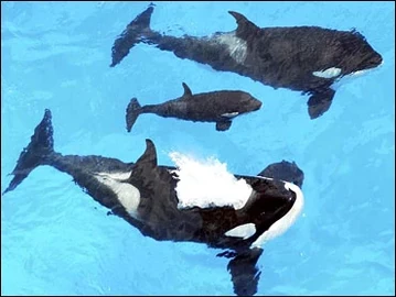 Taima, Unna, and Katina(top to bottom)