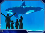 Chimelong orca20