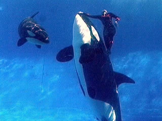 Young Ikaika and Katina