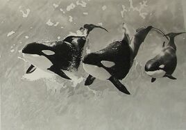 Katina, Kona II, and Kalina (Left to Right). Photo by SeaWorld via News Archives.