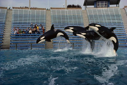 Kenau, Kandu 5, Katina, and Kasatka (Left to Right). Photo by SeaWorld.