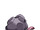 CheloniteBS.png