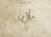 Saxaul Tree