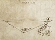 Cotton Fields