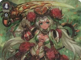 Dream-spinning Ranunculus, Ahsha