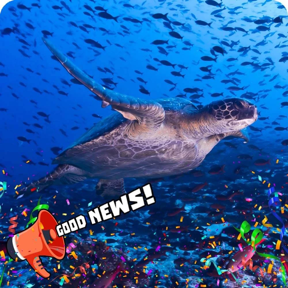 Galapagos Marine Reserve Cards, the Universe and Everything Wiki Fandom