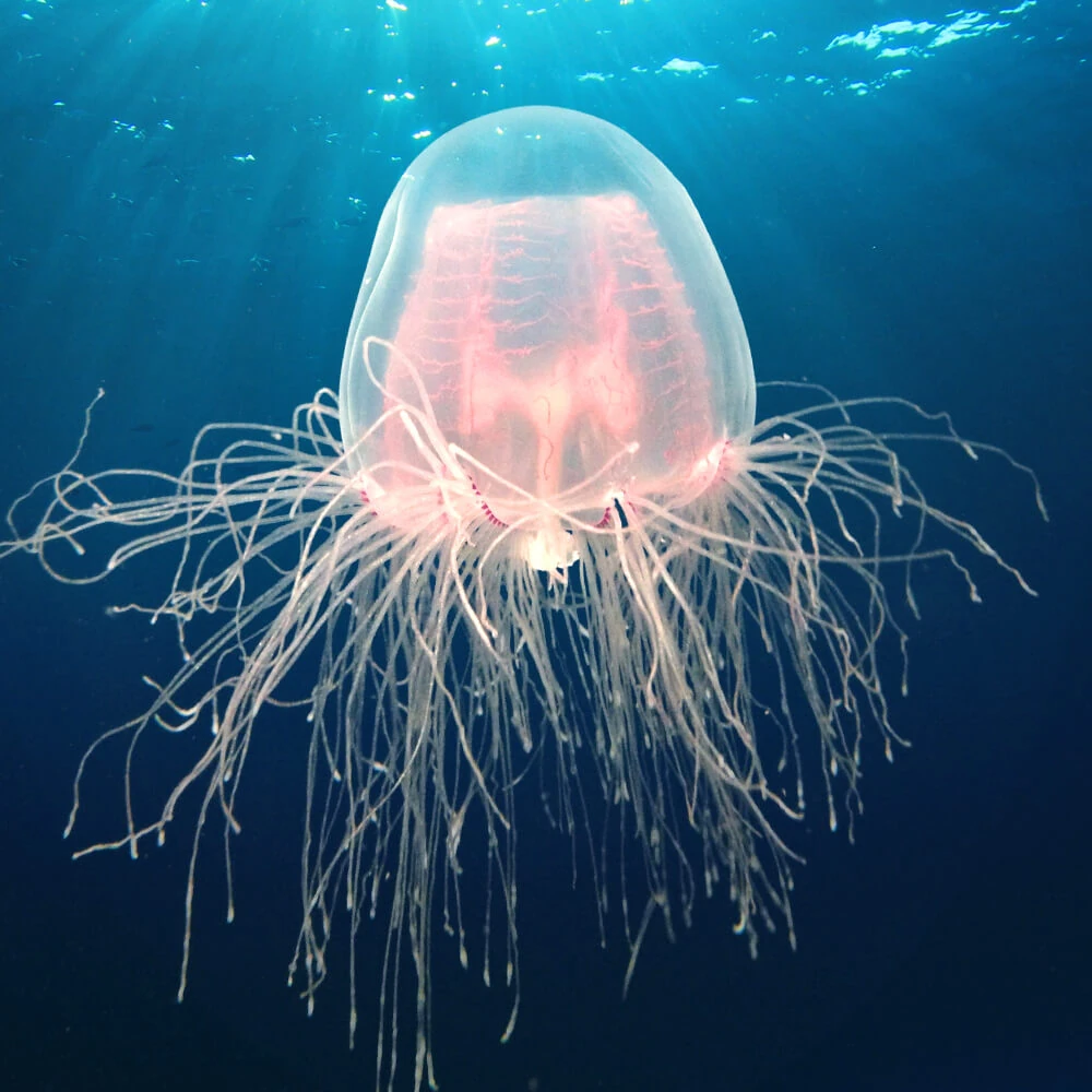 Immortal Jellyfish Cards, the Universe and Everything Wiki Fandom