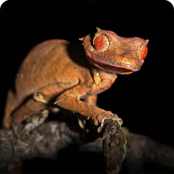 owzrt オズワートGecko Oteroi Satanic Agave wzrt オズワートGecko Oteroi Satanic Agave Agave oteroi