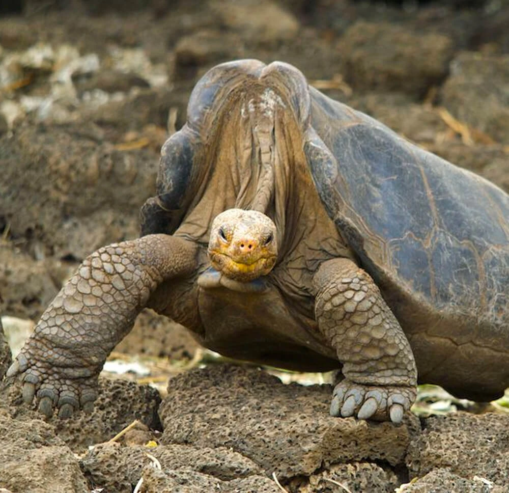 Lonesome George | Cards, the Universe and Everything Wiki | Fandom