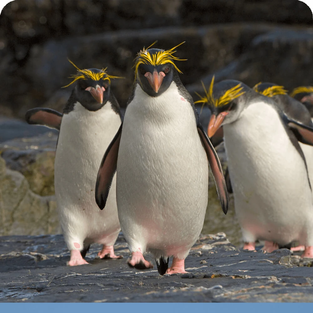 Macaroni Penguin | Cards, the Universe and Everything Wiki | Fandom, image size:1000x1000