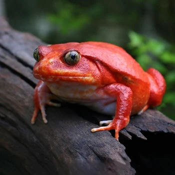 Tomato Frog | Cards, the Universe and Everything Wiki | Fandom