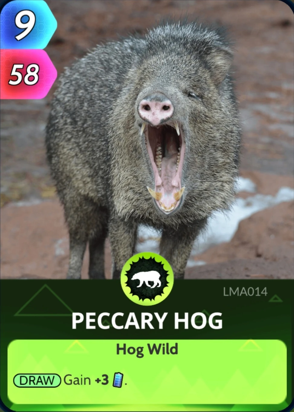 Peccary Hog Cards, the Universe and Everything Wiki Fandom