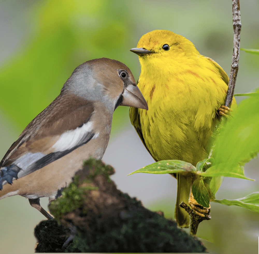 Darwin's Finches Cards, the Universe and Everything Wiki Fandom