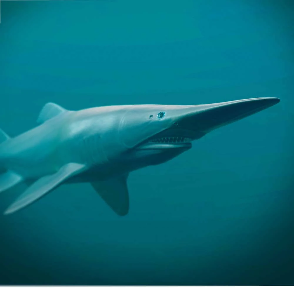 Goblin Shark | Cards, the Universe and Everything Wiki | Fandom