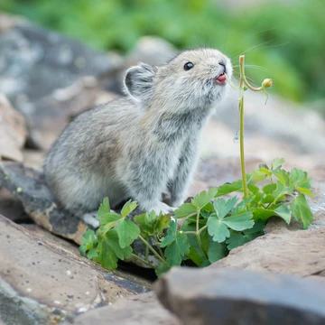 Pika | Cards, the Universe and Everything Wiki | Fandom