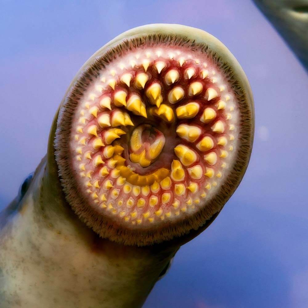Lamprey | Cards, the Universe and Everything Wiki | Fandom