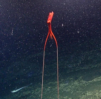 Whiplash Squid Cards the Universe and Everything Wiki Fandom