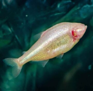 Mexican tetra 2024