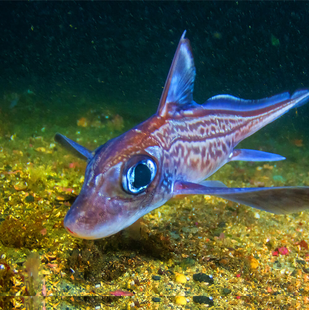 Shark Reef Aquarium - Wikipedia