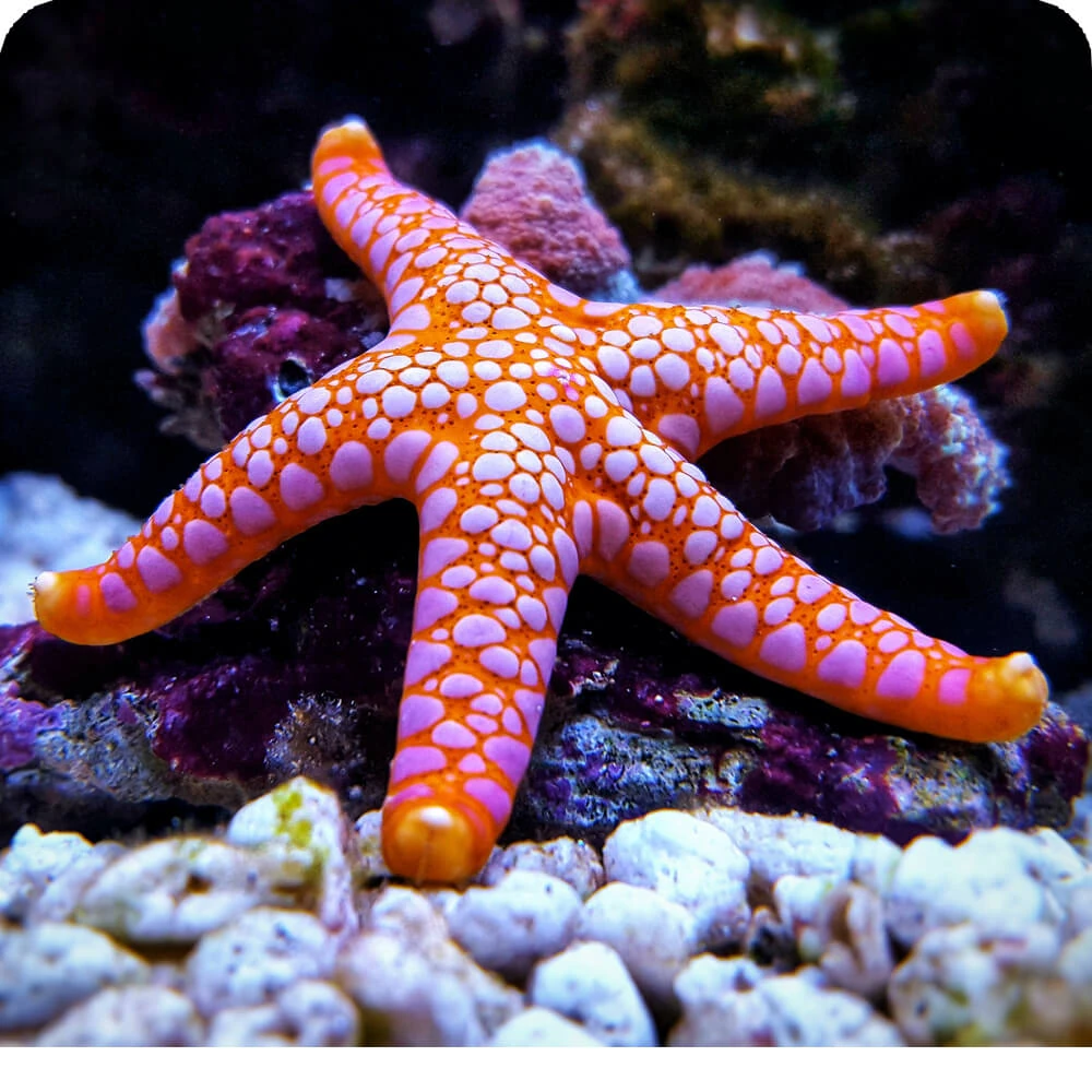 Starfish | Cards, the Universe and Everything Wiki | Fandom