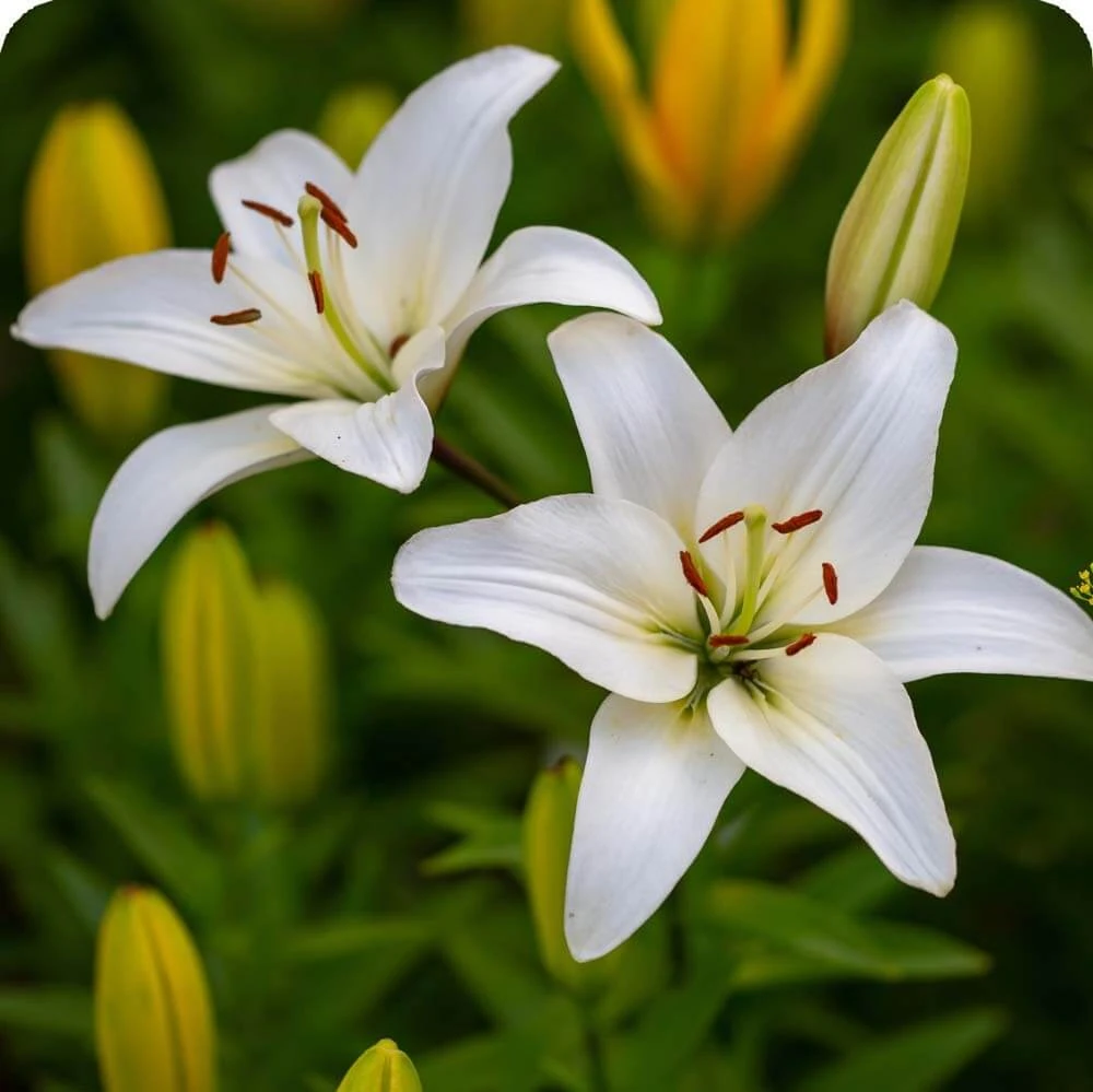 White Lily | Cards, the Universe and Everything Wiki | Fandom, image size:1000x999