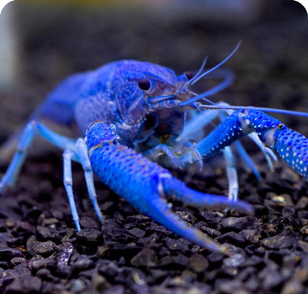 Blue Crayfish | Cards, the Universe and Everything Wiki | Fandom