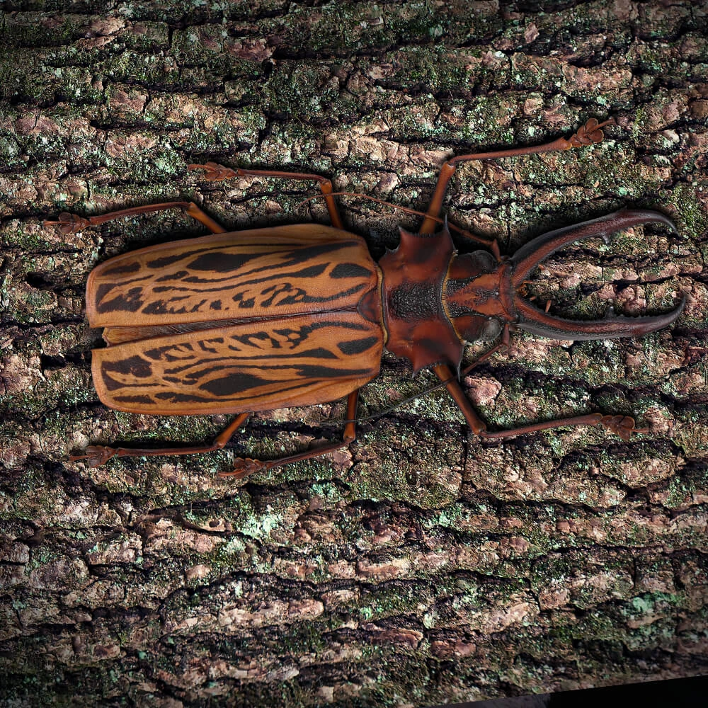 Sabertooth Longhorn Beetle | Cards, the Universe and Everything Wiki
