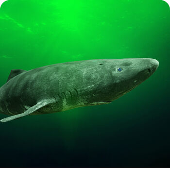 Greenland Shark | Cards, the Universe and Everything Wiki | Fandom