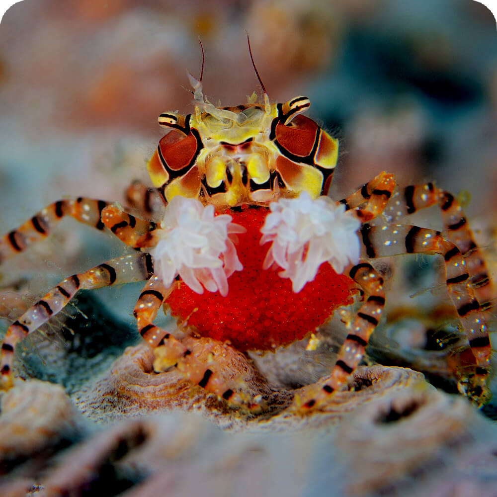 Boxer Crab | Cards, the Universe and Everything Wiki | Fandom