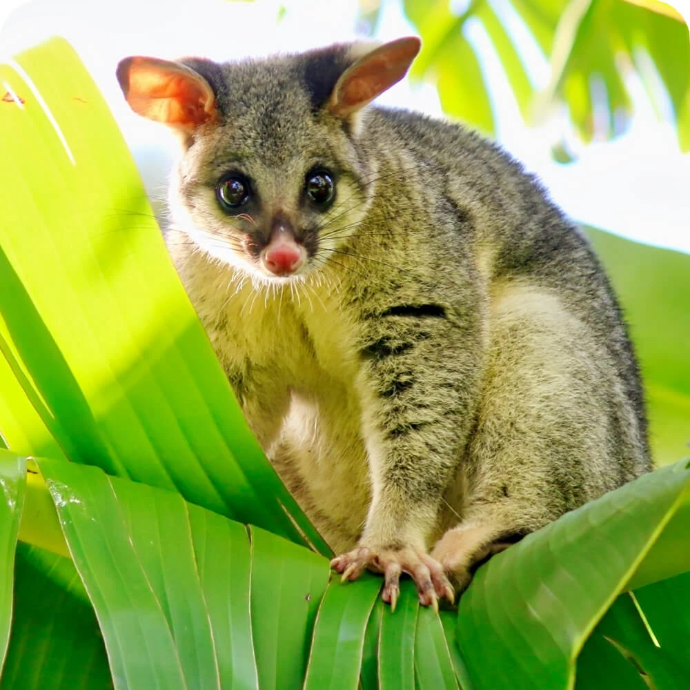 Brushtail Possum | Cards, the Universe and Everything Wiki | Fandom Brushtail Possum | Cards, the Universe and Everything Wiki | Fandom