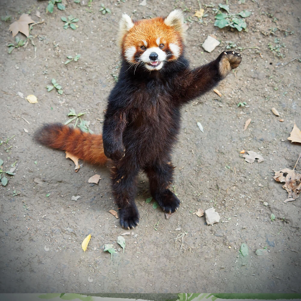 Red Panda | Cards, the Universe and Everything Wiki | Fandom