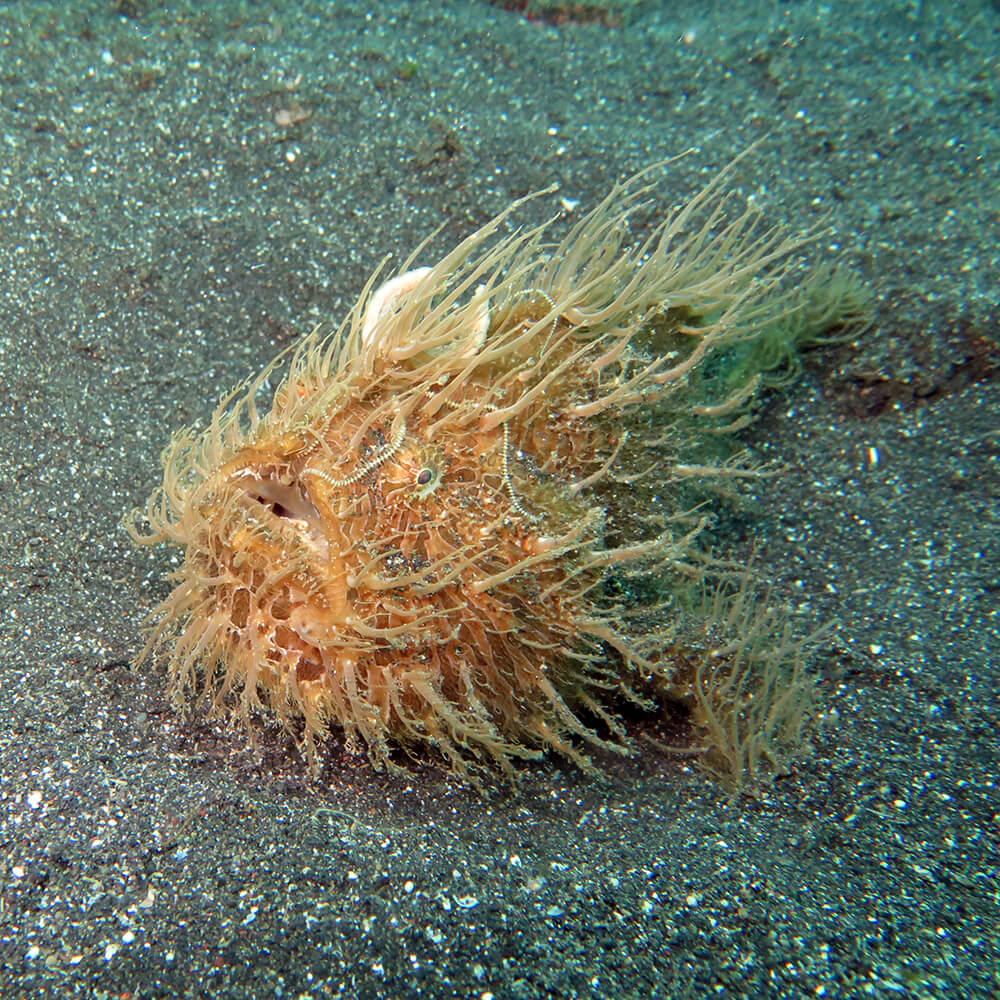 Hairy Frogfish | Cards, the Universe and Everything Wiki | Fandom