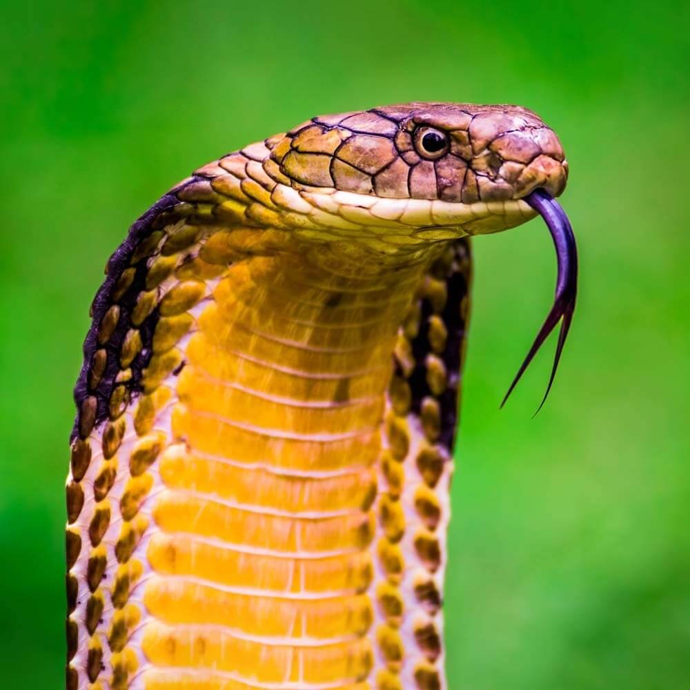 King Cobra | Cards, the Universe and Everything Wiki | Fandom