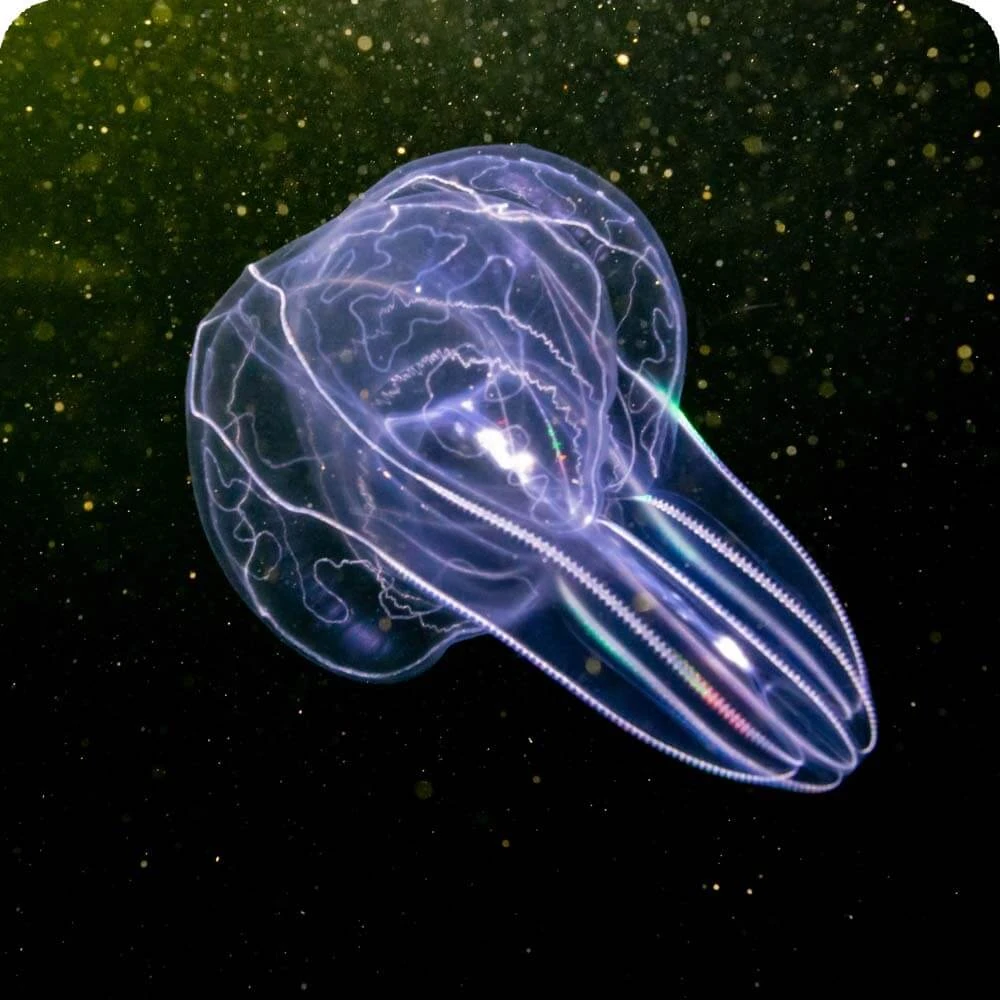 Comb Jellies Cards, the Universe and Everything Wiki Fandom