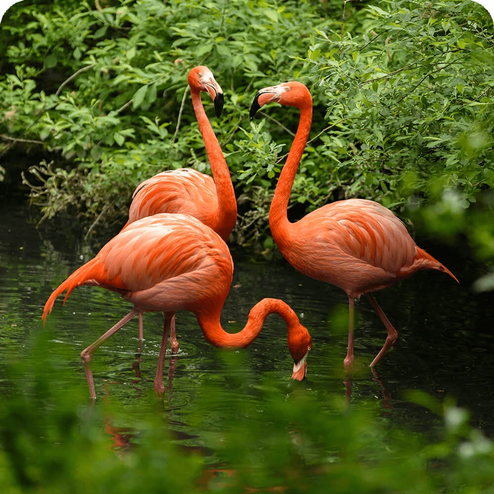 Flamingos Cards, the Universe and Everything Wiki Fandom