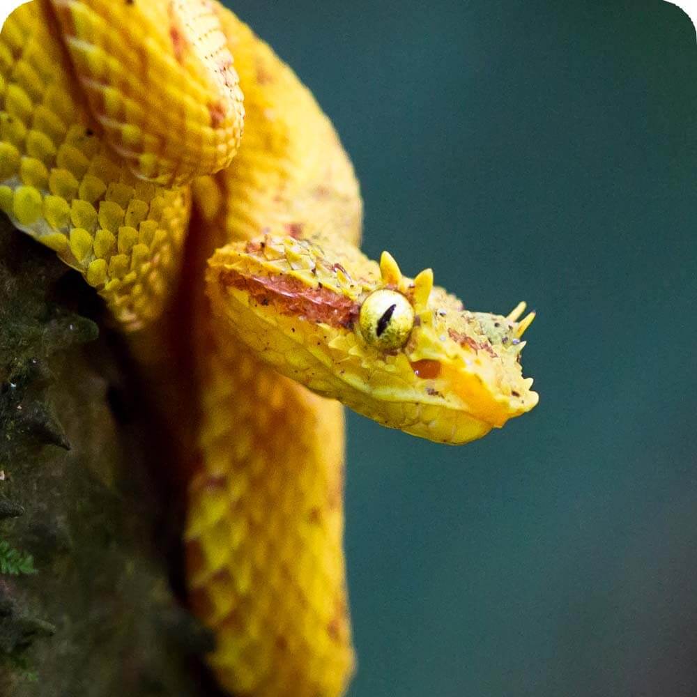 Golden Eyelash Viper | Cards, the Universe and Everything Wiki | Fandom