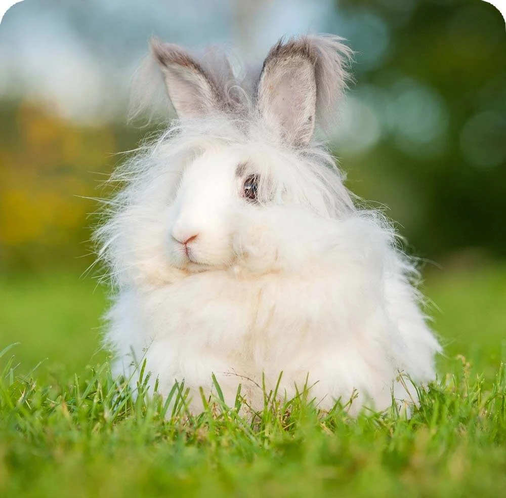 Angora Rabbit | Cards, the Universe and Everything Wiki | Fandom