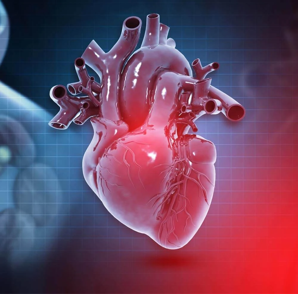 Heart | Cards, the Universe and Everything Wiki | Fandom