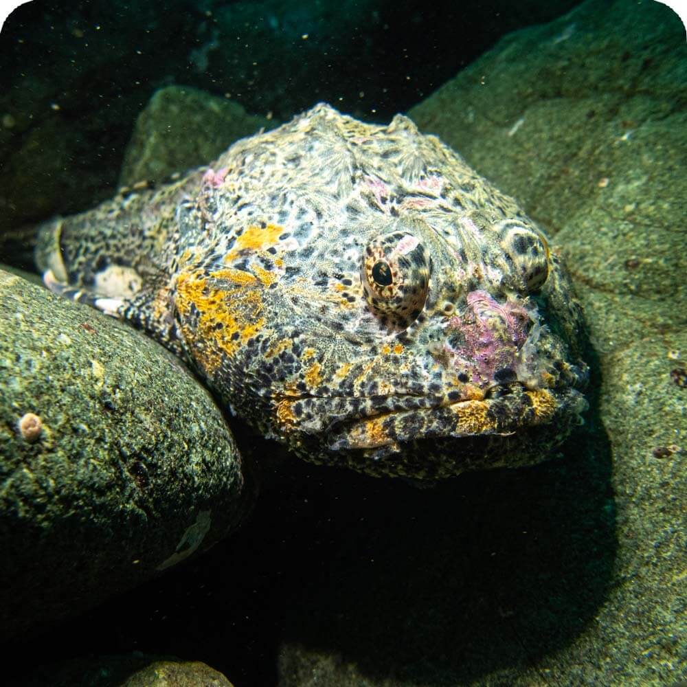 The Blobfish or the Blob Sculpin