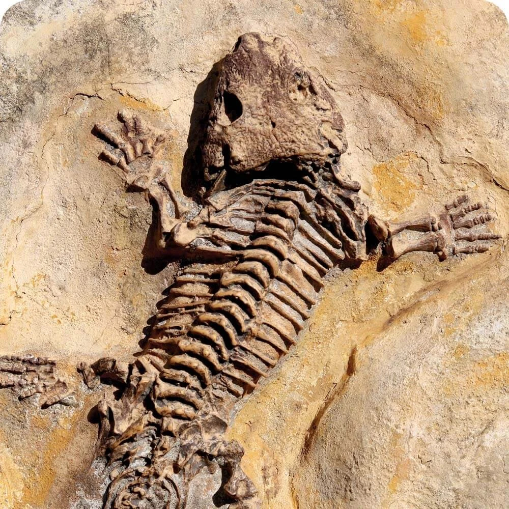 Great Dying | Cards, the Universe and Everything Wiki | Fandom, image size:1000x1000