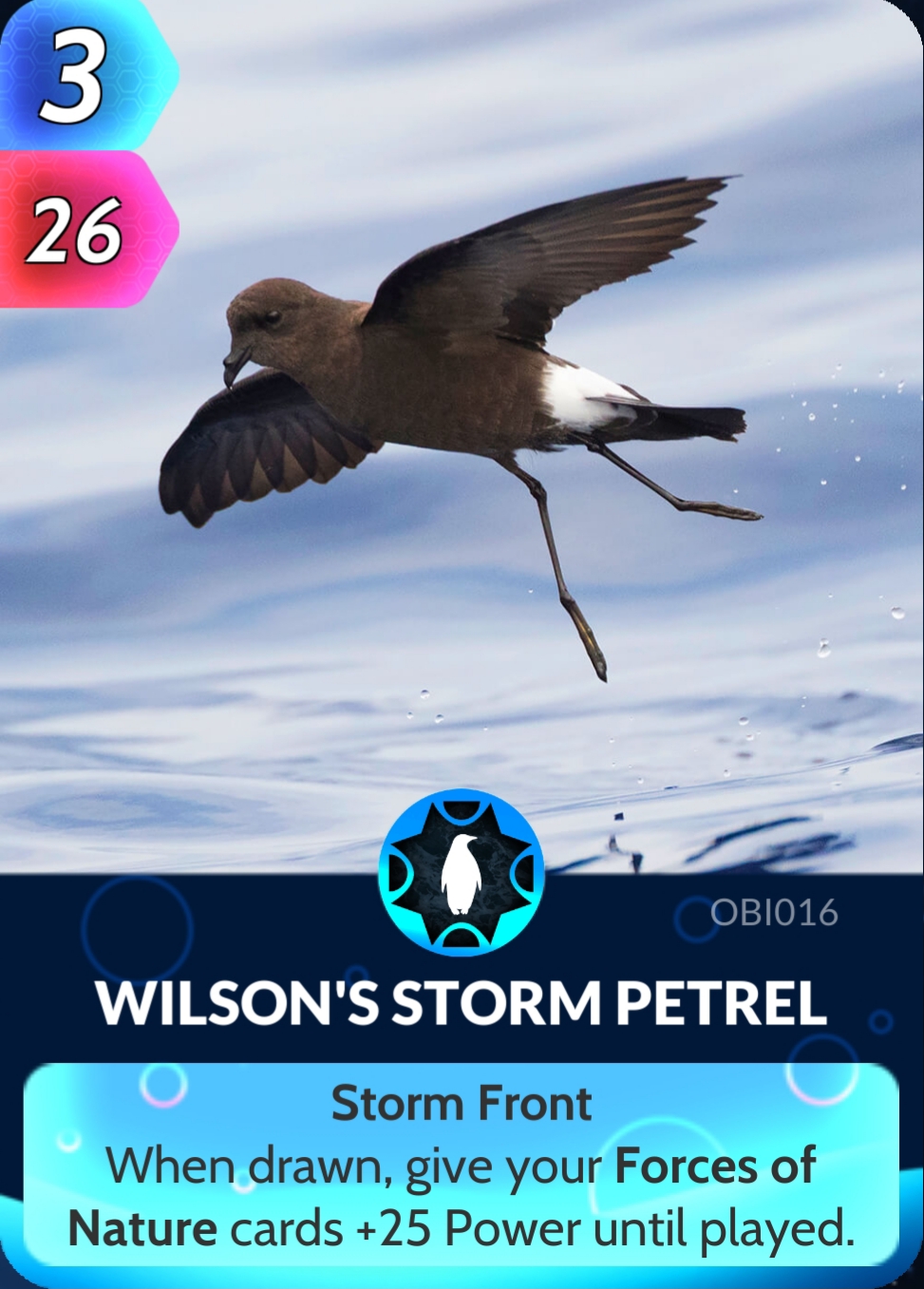 Wilson's Storm Petrel | Cards, the Universe and Everything Wiki