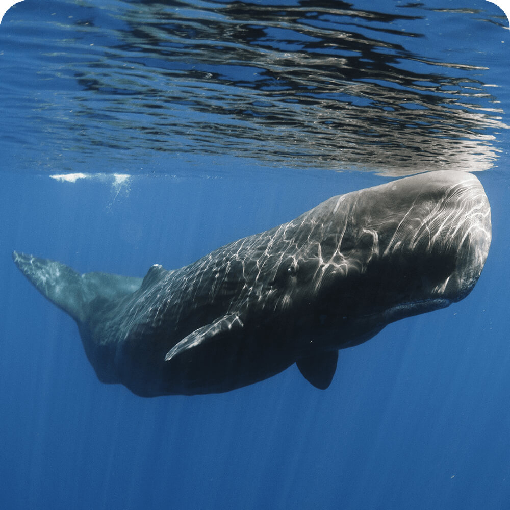 THE SPERM WHALE 5.9 フィン有 スパムホエール THE SPERM WHALE 5.9 フィン有 スパムホエール