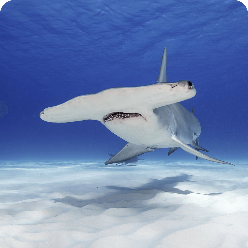 Hammerhead Shark | Cards, the Universe and Everything Wiki | Fandom