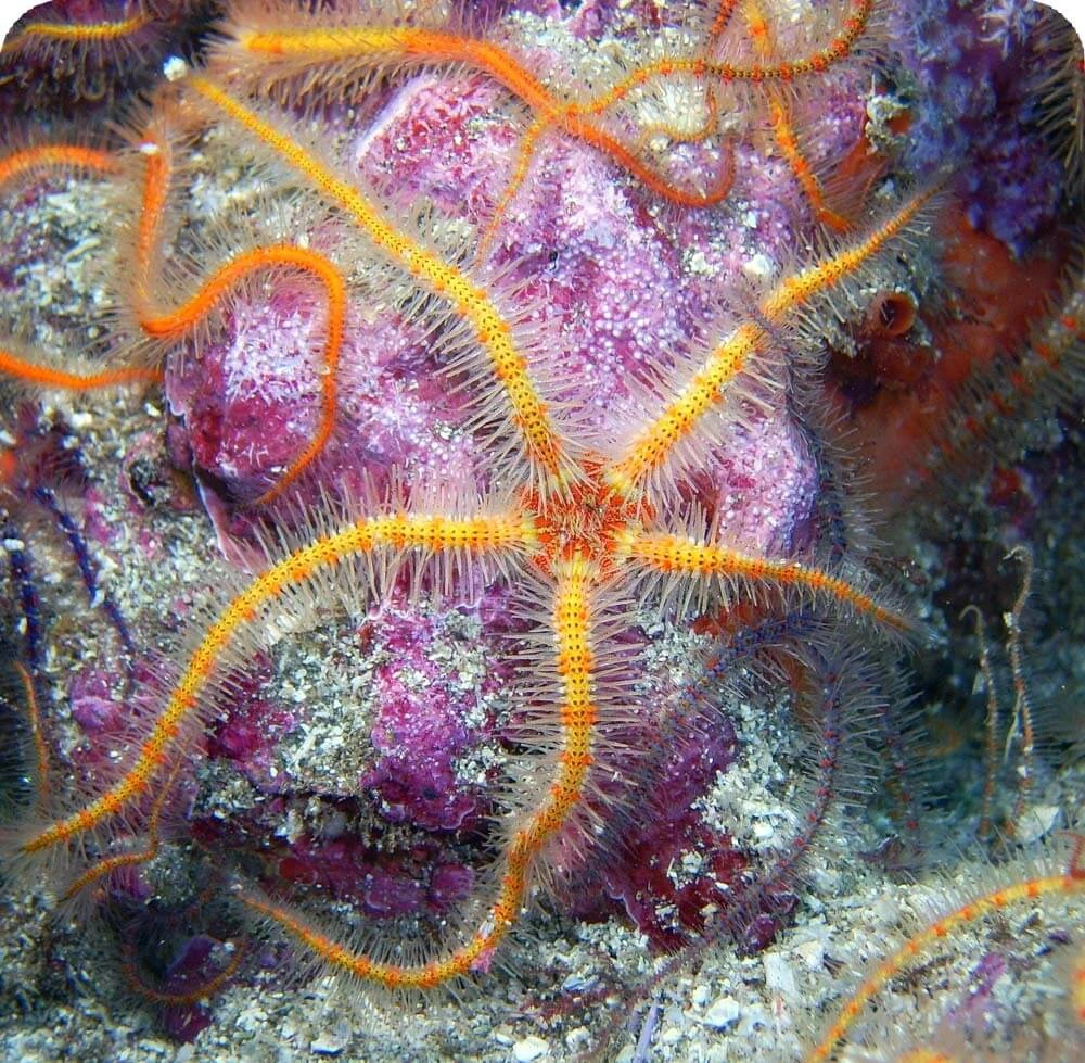 Brittle Stars Cards, the Universe and Everything Wiki Fandom