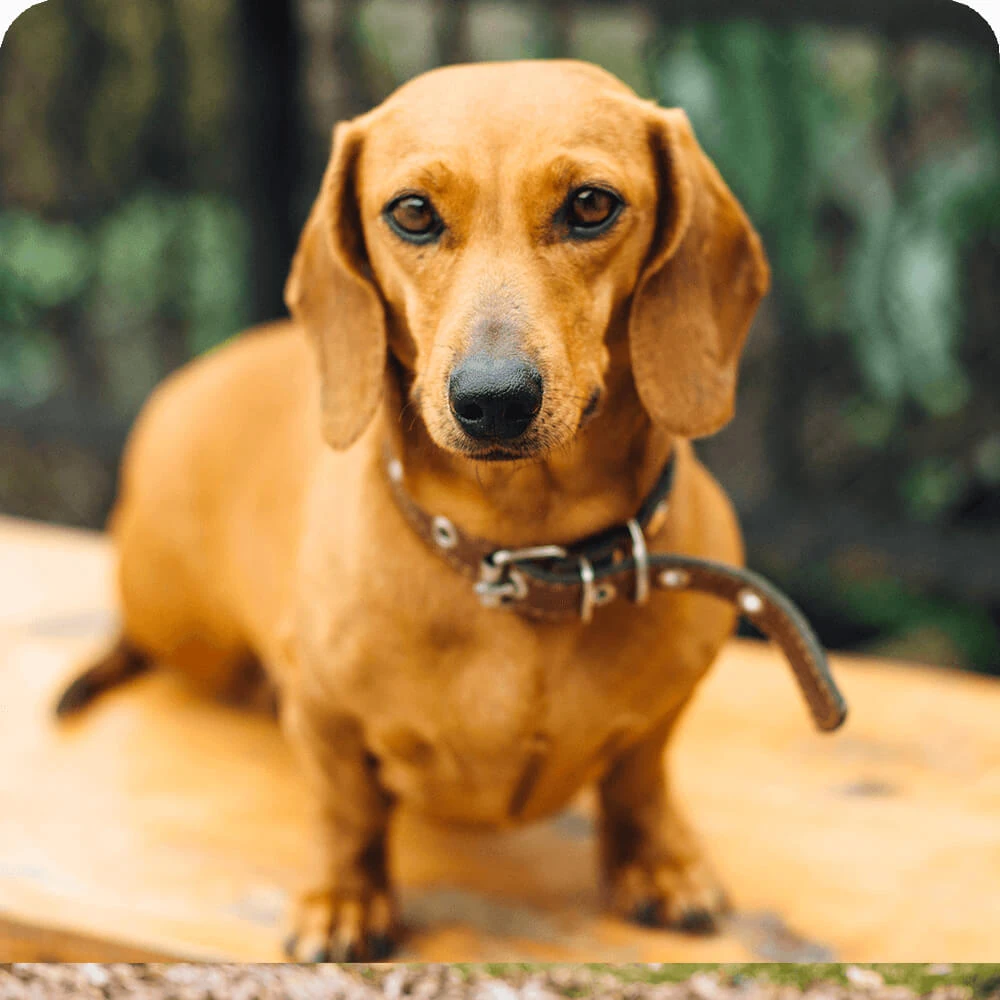 Dachshund Cards, the Universe and Everything Wiki Fandom