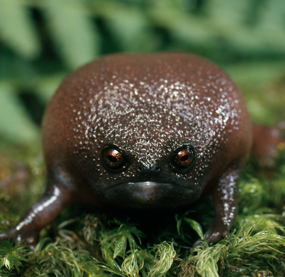 Black Rain Frog | Cards, the Universe and Everything Wiki | Fandom