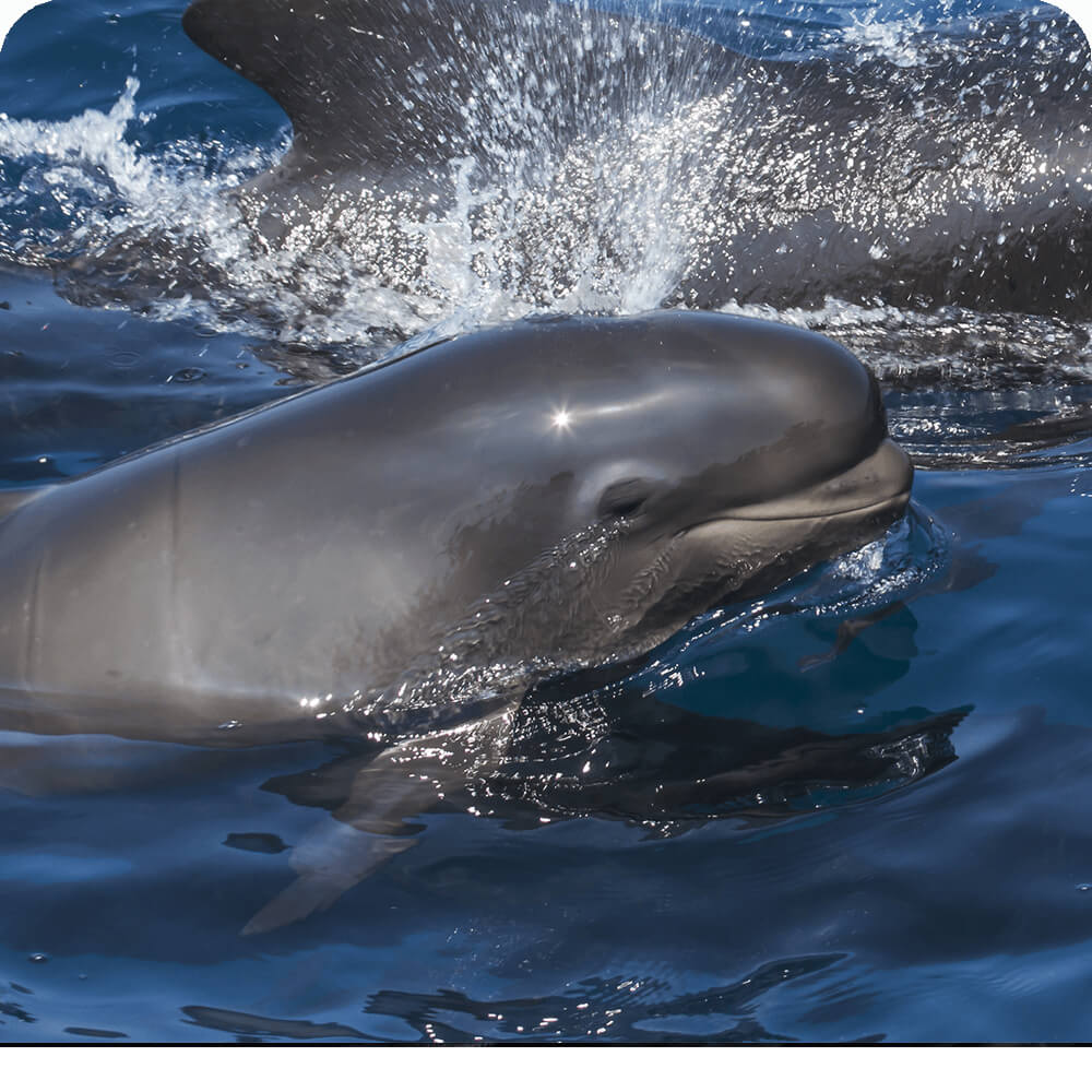 Dolphin shorts - Wikipedia