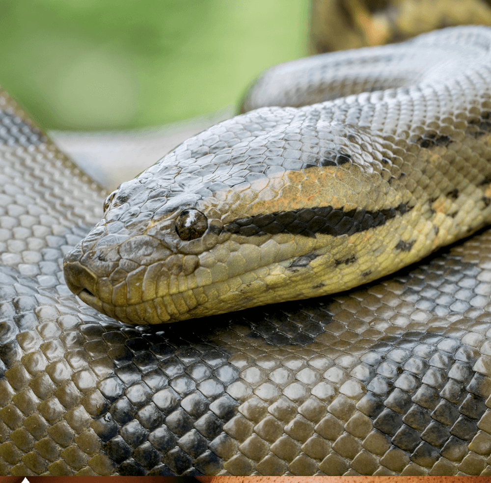 Green Anaconda | Cards, the Universe and Everything Wiki | Fandom