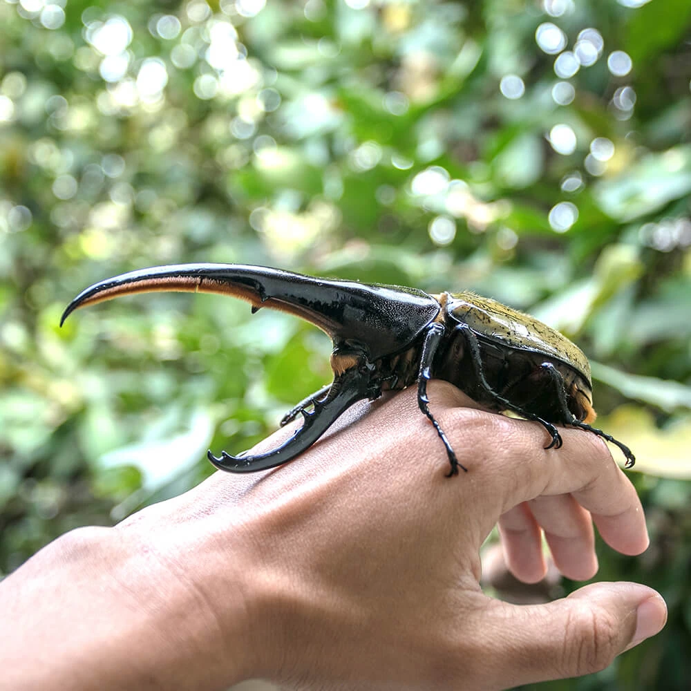 Hercules Beetle | Cards, the Universe and Everything Wiki | Fandom