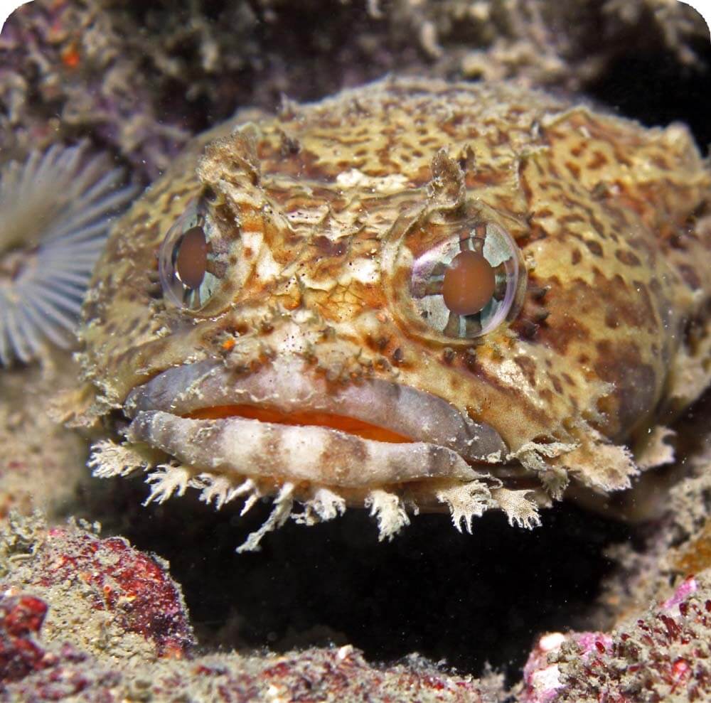 Oyster Toadfish, Cards, the Universe and Everything Wiki